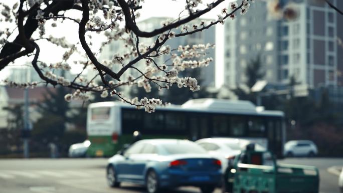 路边公园樱花飘落升格