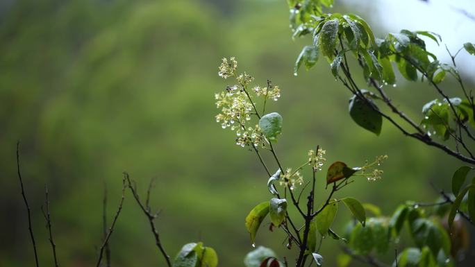 荔枝花荔枝树