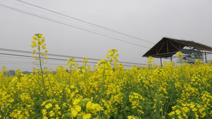 潼南油菜花 油菜花