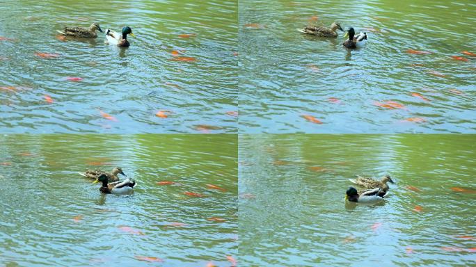 北京初春在公园水面上觅食的野鸭子