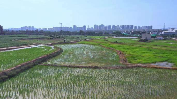 海南南繁基地航拍（三亚基地）