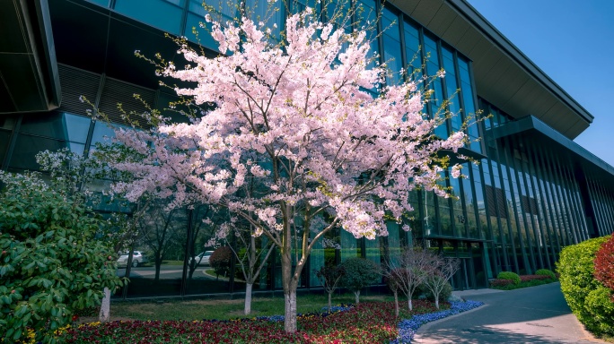 单棵樱花树光影变化延时摄影