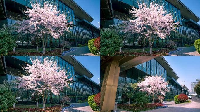单棵樱花树光影变化延时摄影