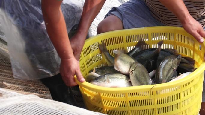 淡水鱼 鲈鱼养殖 卖鱼