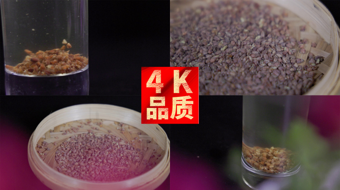 冲泡荞麦茶苦荞茶翻滚唯美品茗养生健康4k