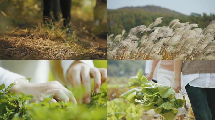 采摘板栗摘菜踏青春游摘野菜春游秋收农家乐