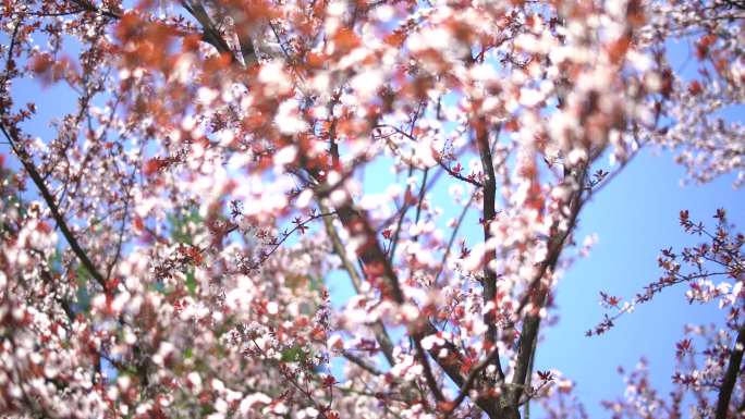 高清实拍舒适春日花朵风景