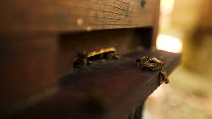 蜜蜂在蜂箱口爬行