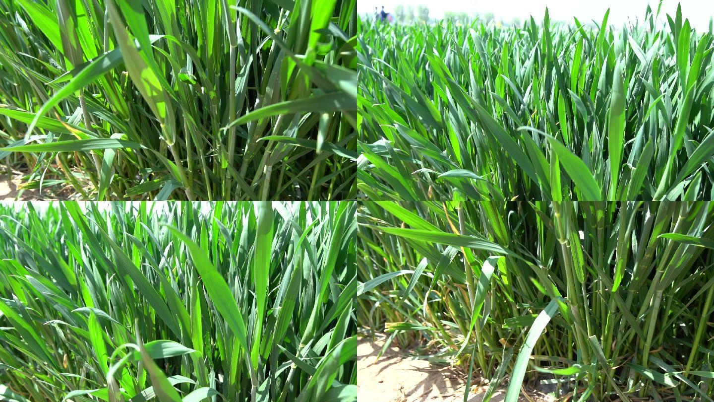 小麦拔节期从根到叶子升格镜头