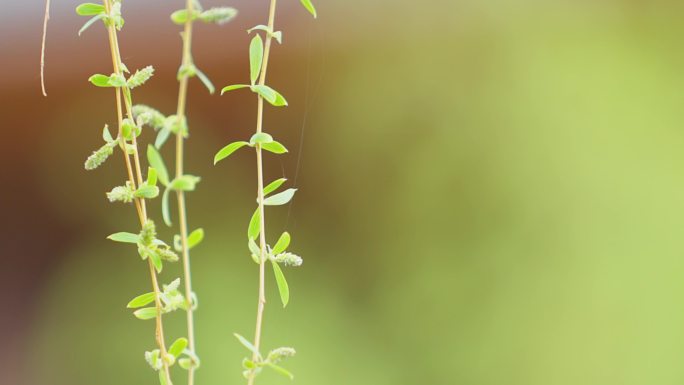 春风吹拂柳树柳条柳枝柳叶飘动