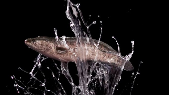 黑鱼带水花飞起实拍升格素材