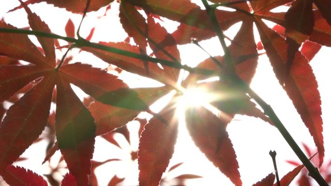 秋天阳光透过红叶