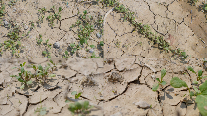 土地严重缺水，干涸、干裂  带植物