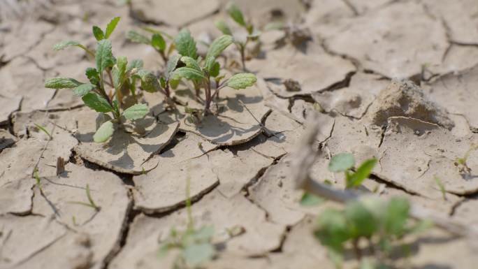 土地严重缺水，干涸、干裂  带植物