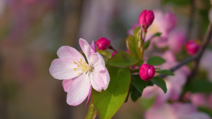 苹果花开，特写