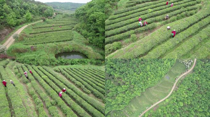 孝昌观音湖茶场采茶