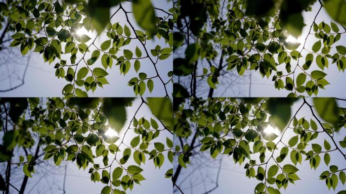 植物 树叶 夏天 绿植 阳光