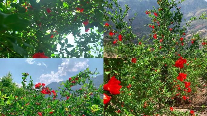 石榴基地 石榴花 石榴树 石榴 石榴种植