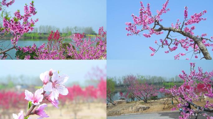 桃花，河边盛开的高清4K模式桃花