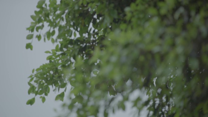 雨天 树叶 下雨 悲伤 阴天