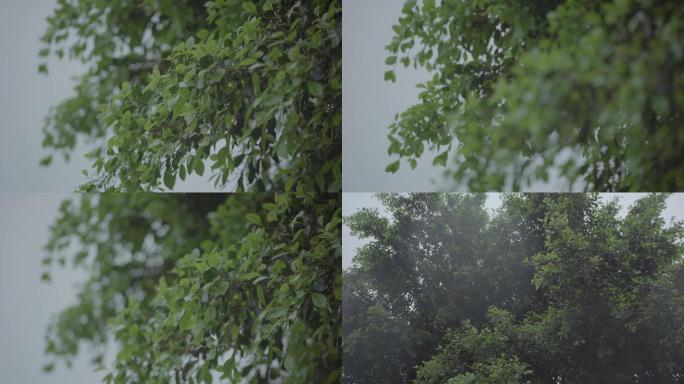 雨天 树叶 下雨 悲伤 阴天