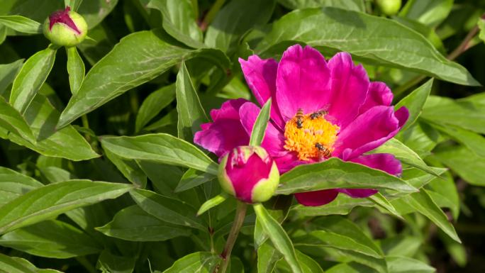 赤芍蜜蜂花