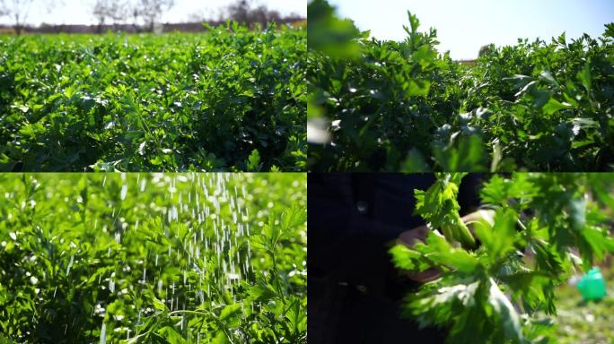 芹菜 芹菜幼苗 成组镜头 调色版