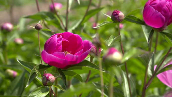 赤芍蜜蜂花