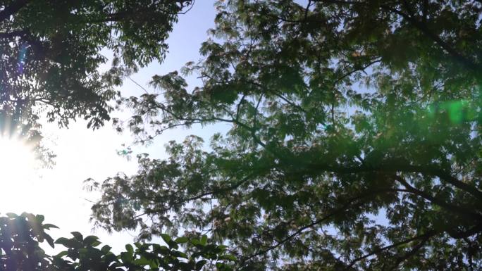 万能空镜- 阳光、阳光透过树叶，唯美空镜