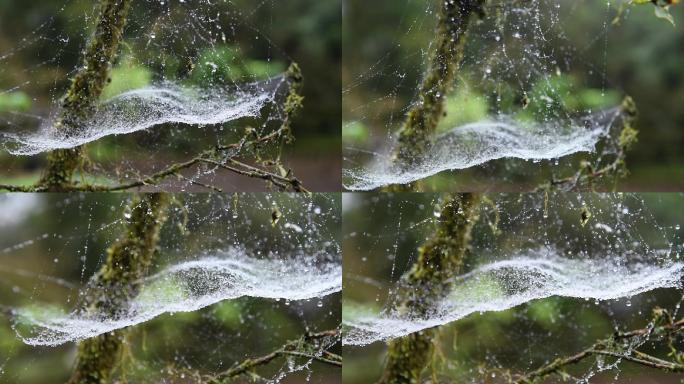 雨中的蜘蛛网