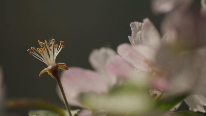 海棠花雨