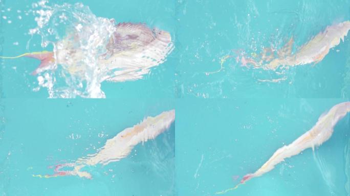 金线鱼落入水中实拍升格素材