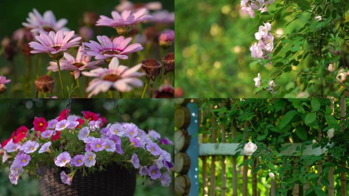 4k花园春天花海玫瑰月季清新自然特写空镜