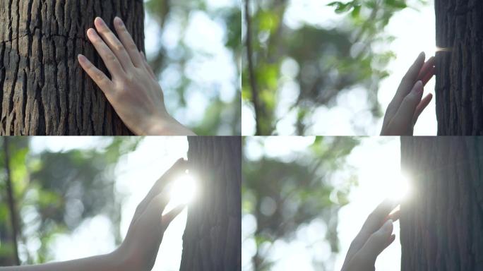 女孩手抚摸树干树皮亲近大自然4k视频素材