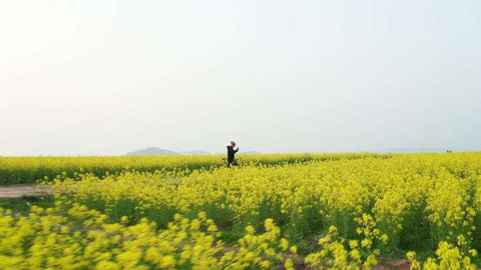 油菜花田中的观光客