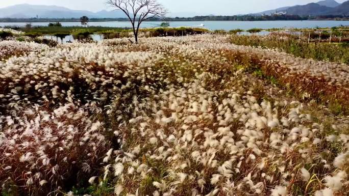 下渚湖芦花航拍