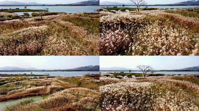 下渚湖芦花航拍