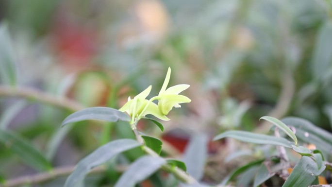 大棚种植铁皮石斛花特写现代农业