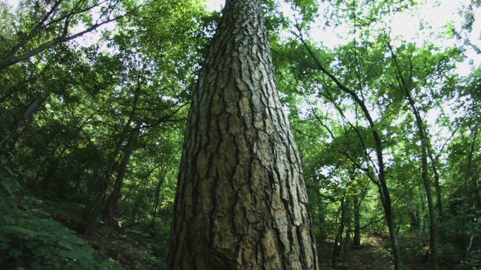 国家自然保护区树木空镜素材