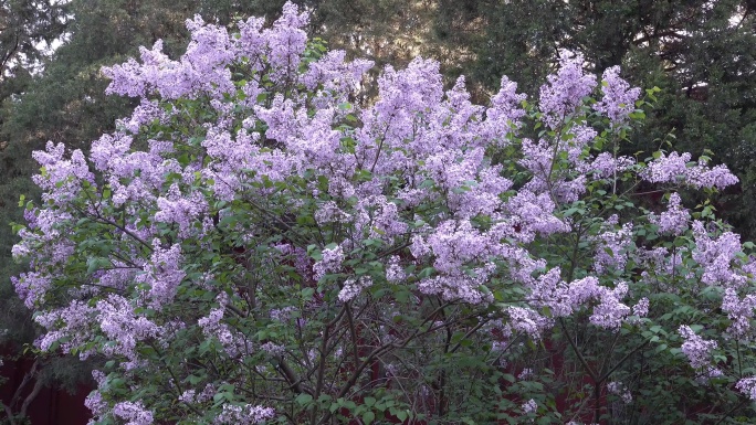 盛开的丁香花