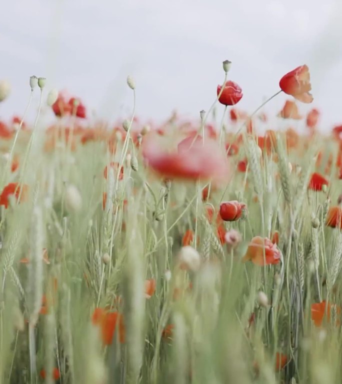春天气息大片盛开绽放的花朵背景视频