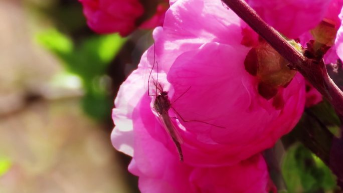 花朵上一只蚊虫