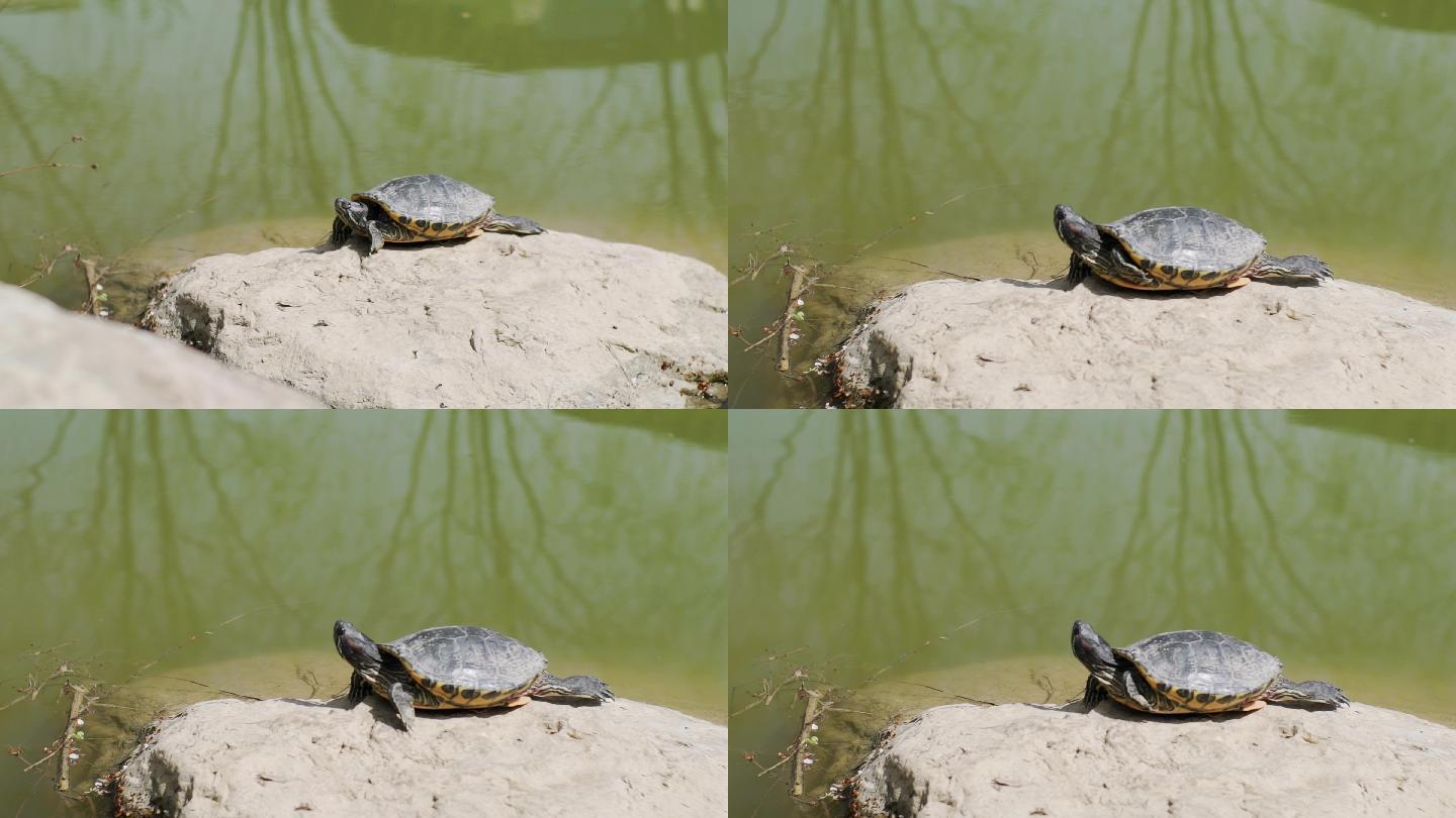 京城槐园  嗮太阳的乌龟