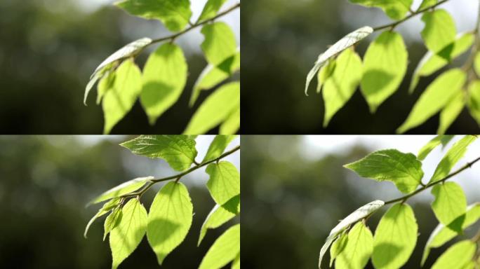 植物 树叶 夏天 绿植 阳光