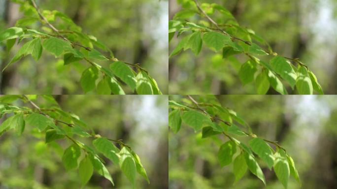 植物 树叶 夏天 绿植 阳光