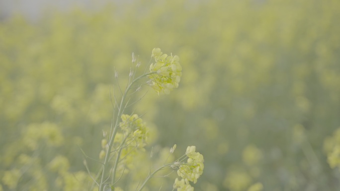 油菜花-log3素材