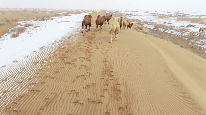 沙漠雪地奔跑的骆驼