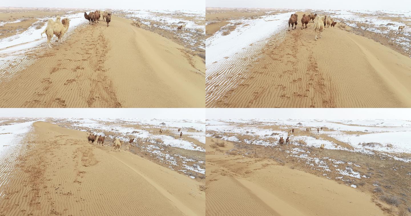 沙漠雪地奔跑的骆驼