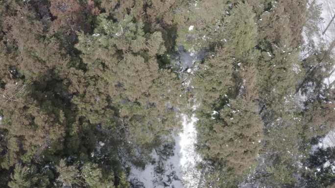 森林 野外 翻山越岭 从林 户外 旅行者