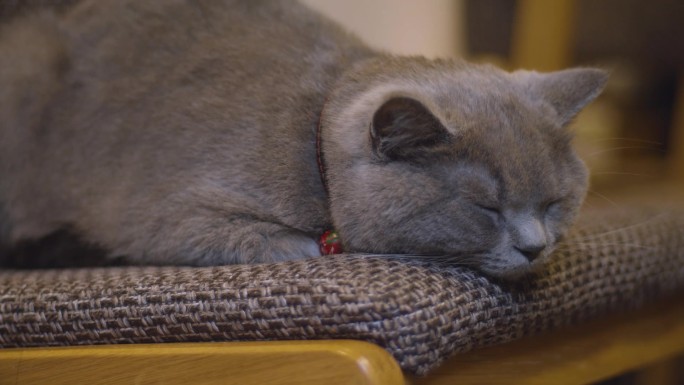 室内慵懒可爱猫咪